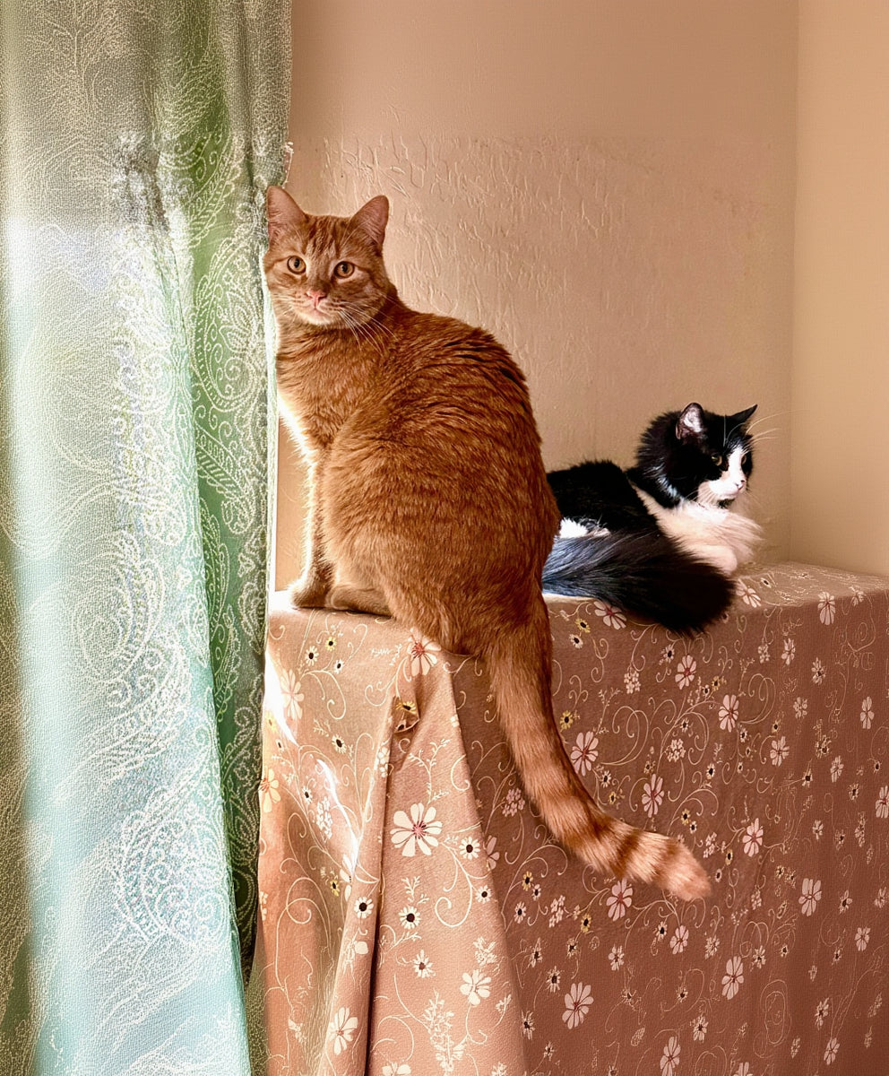 JimBob and Skeeter, Rescues from Mesa, AZ